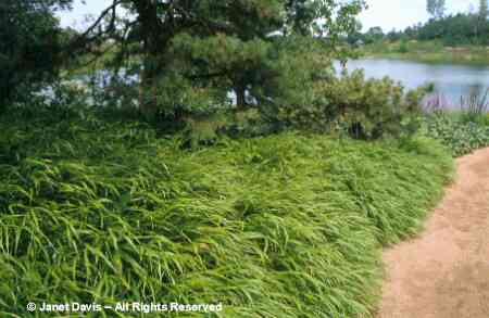 Hakonechloa macra.jpg